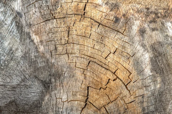 Houtsnijden. Ik heb een oude eiken stronk geveld. Houten achtergrond. Sectionele bovenaanzicht als achtergrond. Kopieerruimte — Stockfoto