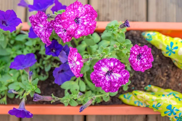 Spring planting of flowers in flower pots. Planting flowers in a sunny garden. Spring gardening concept — Fotografia de Stock