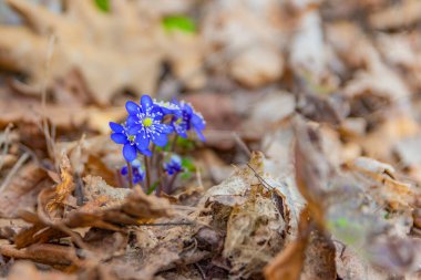 İlkbaharın başlarında mor çiçekler. Bahar yaratıcı sanat konsepti.