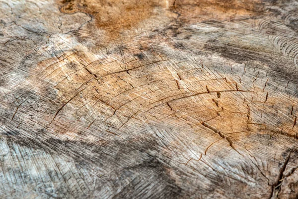 The surface of the wood is cracked and moldy. Texture of an old tree stump with deep cracks and knots close-up — стоковое фото