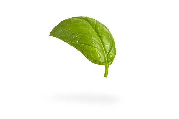 Fresh basil leaves on a white isolated background. A green basil leaf with water drops falls casting a shadow. Blank isolate for inserting a draft or label — Stock Photo, Image