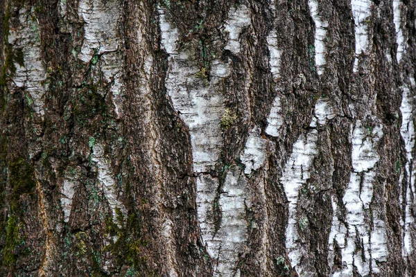 Birch bark of an old birch close-up. Birch bark pattern with black birch stripes on white bark. — Stock Photo, Image