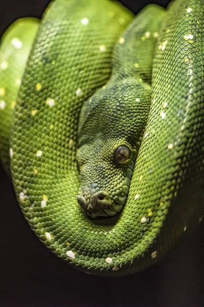 Grüner Python auf einem Ast, Pythonauge aus nächster Nähe — Stockfoto