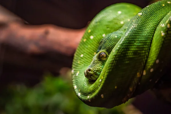 Grüner Python auf einem Ast in Großaufnahme, Pythonauge in Großaufnahme. — Stockfoto