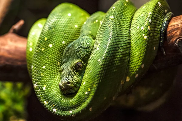 Grüner Python auf einem Ast in Großaufnahme, Pythonauge in Großaufnahme. — Stockfoto