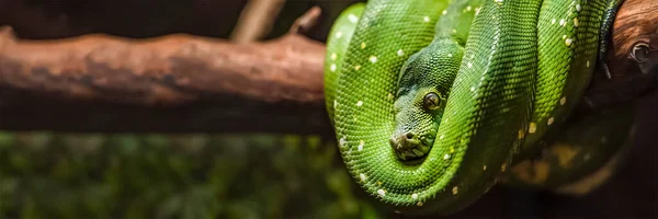 Zöld piton kígyó egy ágon zöld levelekkel. Egy zöld piton lóg egy öreg fa ágán.. — Stock Fotó