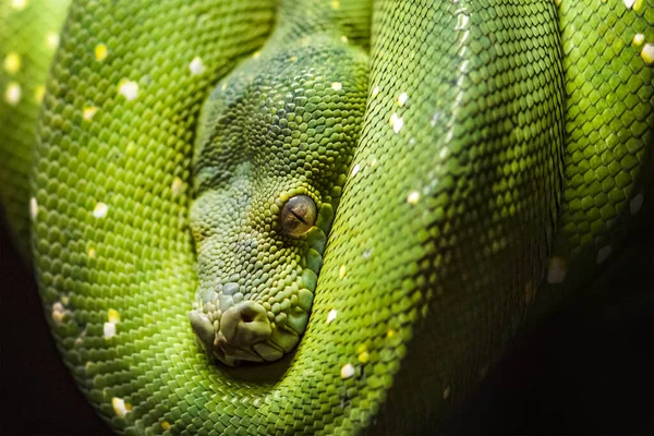 Grüne Pythonschlange auf einem Zweig mit grünen Blättern. Ein grüner Python hängt an einem Ast eines alten Baumes. — Stockfoto