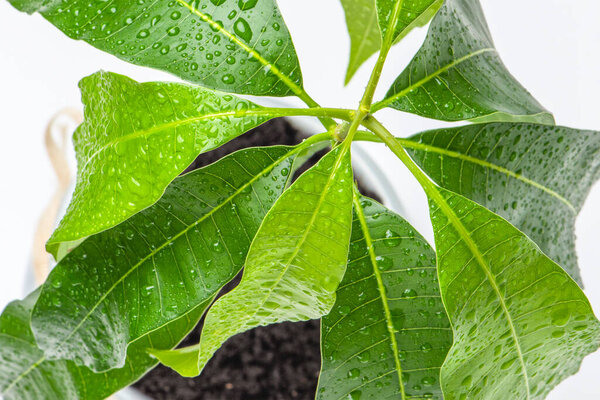 Mango leaves close-up on a white background. Green leaves of exotic plants with water drops. Care and cultivation of the mango tree