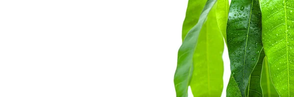 Mango opouští detailní záběr na bílém pozadí. Zelené listy exotických rostlin s kapkami vody. Péče a pěstování mangovníku — Stock fotografie