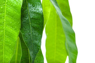 Mango beyaz arka planda yakın plan bırakır. Su damlalı egzotik bitkilerin yeşil yaprakları. Mango ağacının bakımı ve yetiştirilmesi