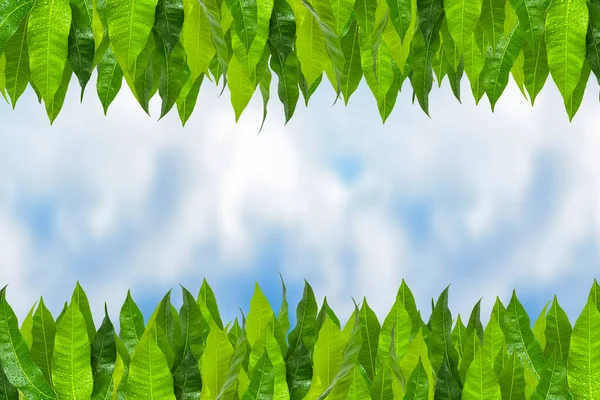 Leaves of a mango tree with raindrops against a blue sky on a sunny day. Green mango leaves are arranged in a row along the entire length of the photo.