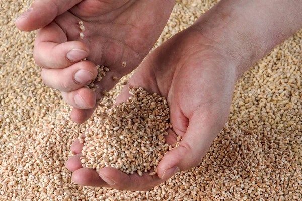 Wheat Crisis Lack Grain Crops Grains Wheat Hand Background Granary — Stock Photo, Image