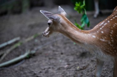 Genç benekli bir geyik ormanda otluyor.