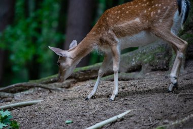 Genç benekli bir geyik ormanda otluyor.