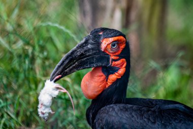 Ormandaki güneyli boynuzlu geyik. Hornbill ormandaki yeşil yaprakların arka planında bir fareyi yer. Kırmızı kafalı, siyah gagalı, büyük siyah bir kuş..