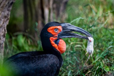 Ormandaki güneyli boynuzlu geyik. Hornbill ormandaki yeşil yaprakların arka planında bir fareyi yer. Kırmızı kafalı, siyah gagalı, büyük siyah bir kuş..