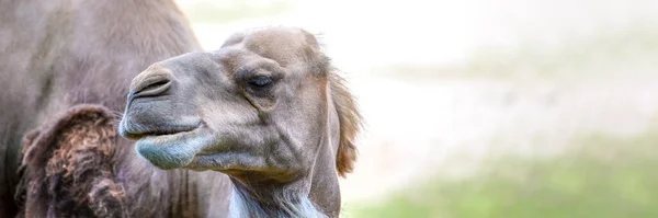 Camel Desert Close Camels Head Close Background Sand Desert — Foto de Stock