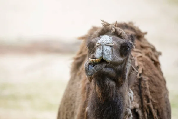 Kamel Der Wüste Aus Nächster Nähe Großaufnahme Eines Kamelkopfes Vor — Stockfoto