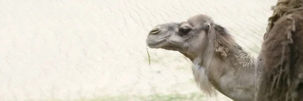 Camel Desert Close Camels Head Close Background Sand Desert — Stock Photo, Image