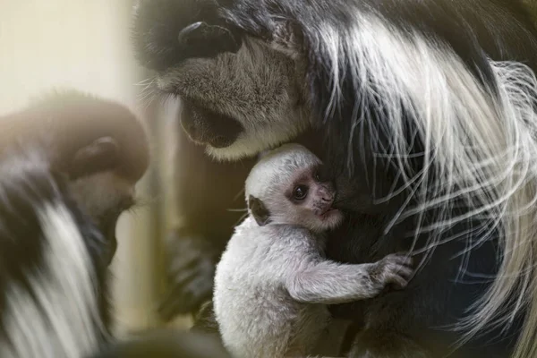 Baby Abyssinian Colobus Drinks Its Mothers Breast Milk Evening Sunlight — Foto Stock