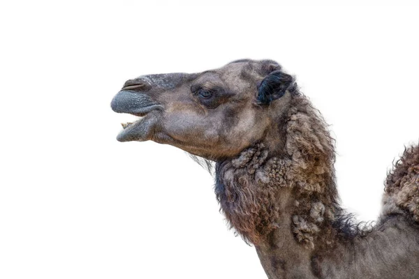 Smiling Camel White Background Camel Head Close Side View Camel — Fotografia de Stock