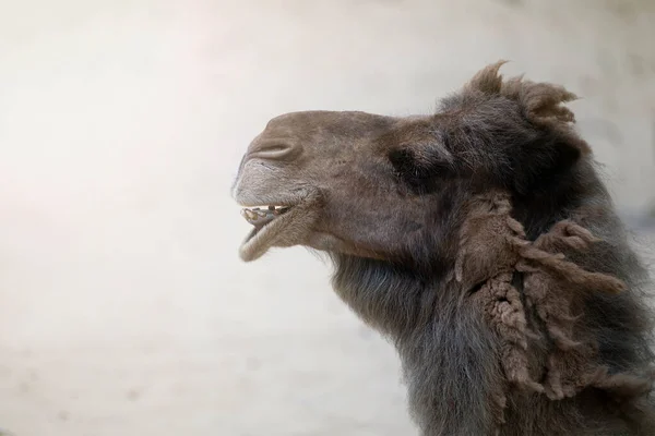 Head Camel Close Close Nose Mouth Camel Opened His Mouth — Fotografia de Stock