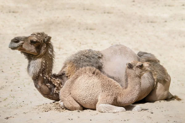 Camel Small Camel Lie Hot Sand Next Each Other Family — Stock Photo, Image