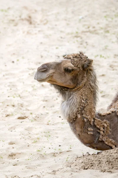 Camel Desert Close Camels Head Close Background Sand Desert — Stock Photo, Image