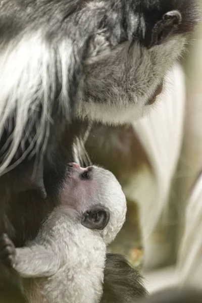 Dziecko Abisyńczyk Colobus Pije Mleko Matki Wieczornym Słońcu Nowonarodzony Abisyński — Zdjęcie stockowe