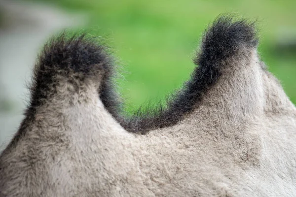 Kamelbuckel Aus Nächster Nähe Der Rücken Eines Kamels Mit Zwei — Stockfoto