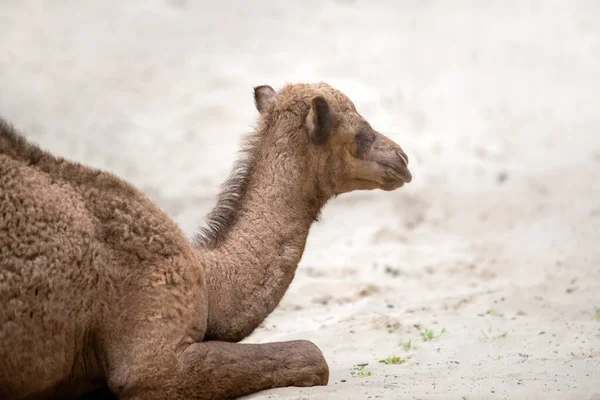 Маленький Верблюд Лежит Горячем Песке Пустыне Вид Сбоку Закрывай Верблюжий — стоковое фото