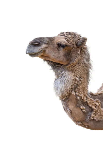 Close Camels Head White Background Camel Isolated White Background Side — Stockfoto