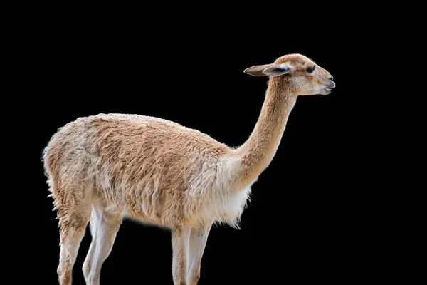 Vicuna Animal Similar Llama Alpaca Vicuna Isolated Black Background — Foto de Stock