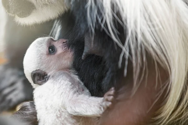 Baby Abyssinian Colobus Drinks Its Mothers Breast Milk Evening Sunlight — Foto de Stock