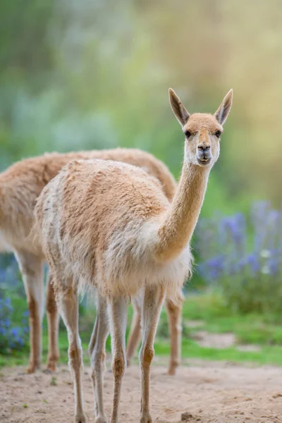 Vicuna Several Vicunas Stand Hillock Evening Sun Eat Grass Animal — Stock Photo, Image