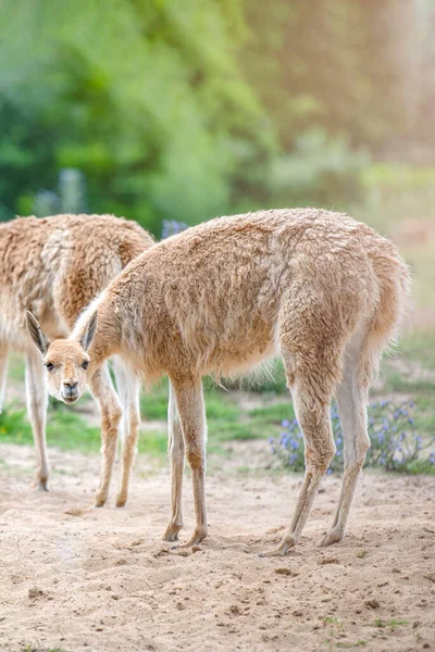 Vicuna Several Vicunas Stand Hillock Evening Sun Eat Grass Animal — Foto Stock