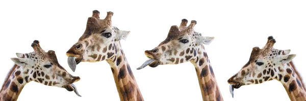 Giraffe Shows Long Tongue Funny Giraffe Isolated White Background Close — Stock Photo, Image