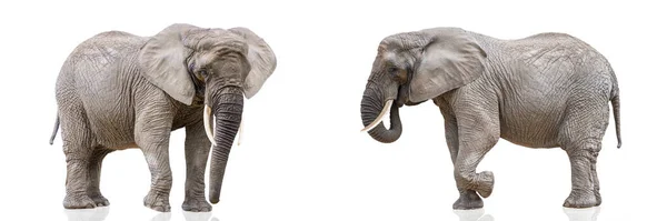 Isolation White Two Walking Elephants African Elephants Isolated White Uniform — Foto de Stock
