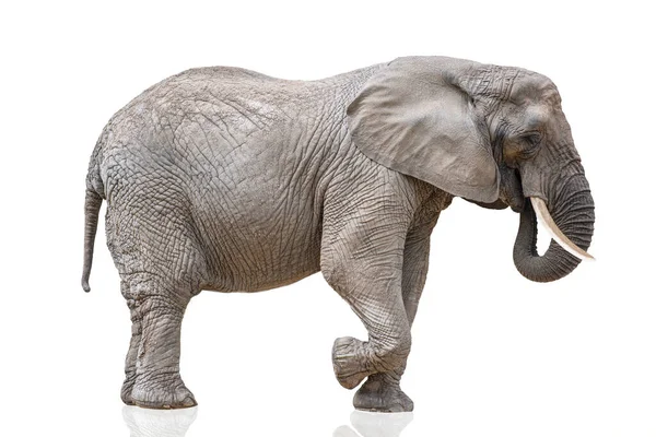 Walking elephant isolated on white. African elephant isolated on a uniform white background. Photo of an elephant close-up, side view