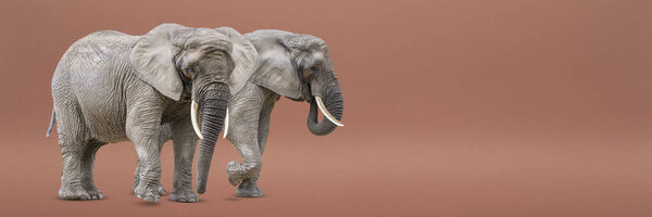 Изолировать двух ходячих слонов. Африканские слоны изолированы на однородном фоне. Фото слонов крупным планом, вид сбоку