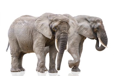 Isolation on white of two walking elephants. African elephants isolated on a white uniform background. Photo of elephants close-up, side view