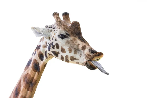 Giraffe Shows Long Tongue Funny Giraffe Isolated White Background Close — Stock Photo, Image