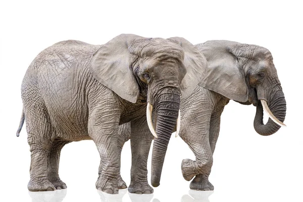 Isolation on white of two walking elephants. African elephants isolated on a white uniform background. Photo of elephants close-up, side view