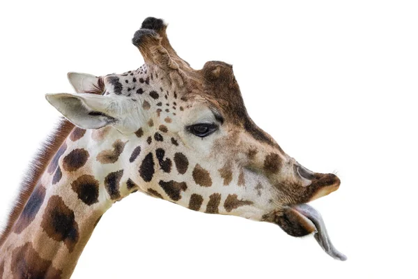 Giraffe Shows Long Tongue Funny Giraffe Isolated White Background Close — Stock Photo, Image