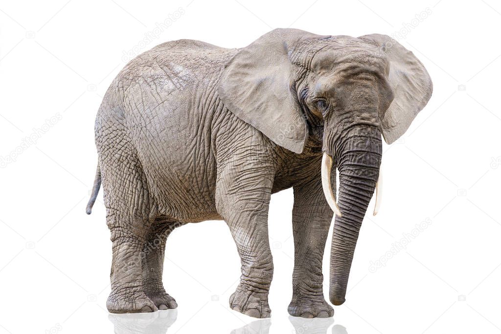 Walking elephant isolated on white. African elephant isolated on a uniform white background. Photo of an elephant close-up, side view