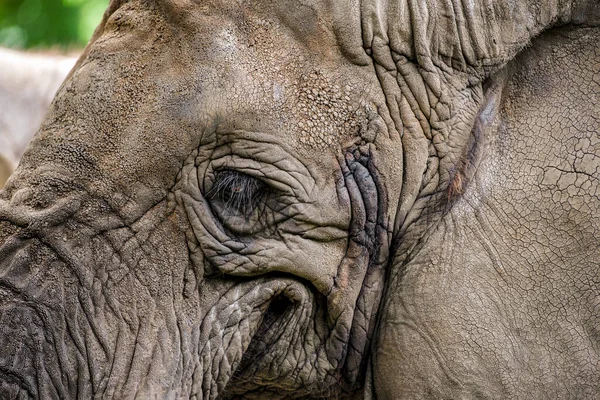 Smiling Elephant Elephant Close Smiles Mouth Eyes African Elephant — Stock Photo, Image