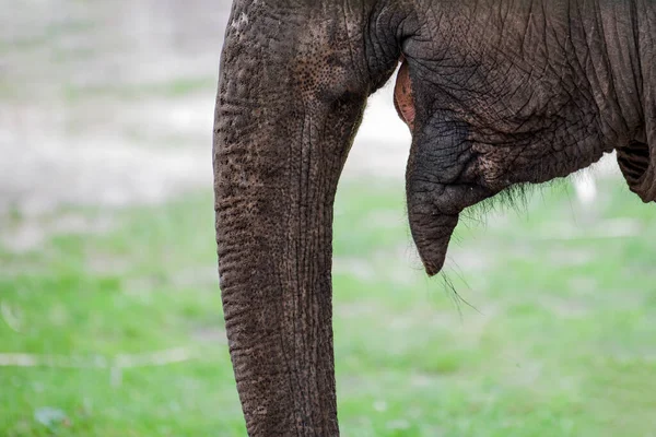 Elefante Sonriente Sonrisas Primer Plano Elefante Boca Elefante Africano — Foto de Stock