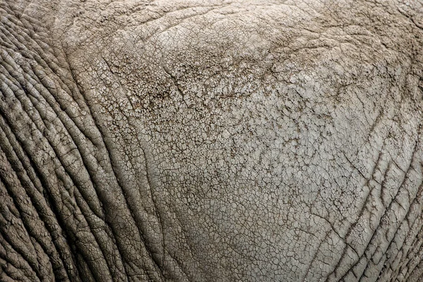 Texture Skin African Elephant Close Elephant Skin Wrinkles Irregularities Adult — Stock Photo, Image