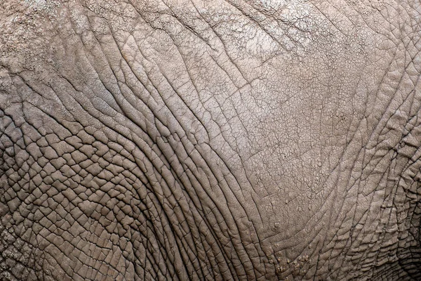 Textura Piel Elefante Africano Cerca Piel Elefante Arrugas Irregularidades Elefante — Foto de Stock