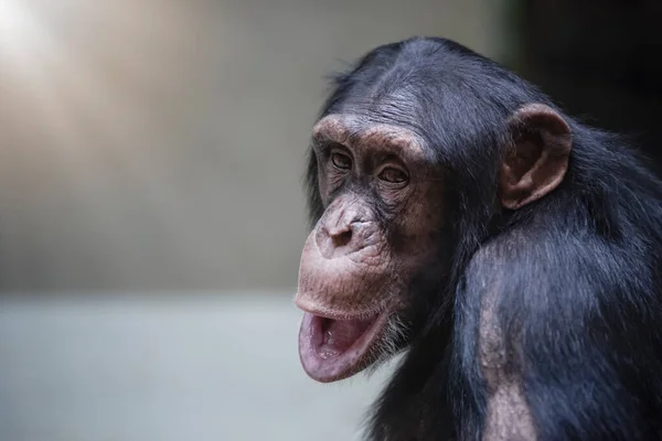 침팬지를 클로즈업합니다 재미있는 침팬지는 선택적 공간으로 맞았습니다 — 스톡 사진